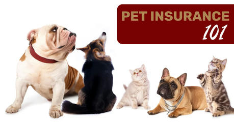 Pet Insurance 101: A Smart Owner's Guide to Protecting Your Furry Family (2024)