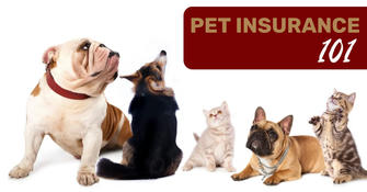 Pet Insurance 101: A Smart Owner's Guide to Protecting Your Furry Family (2024)